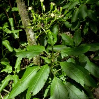 Kleinia walkeri (Wight) M.R.Almeida